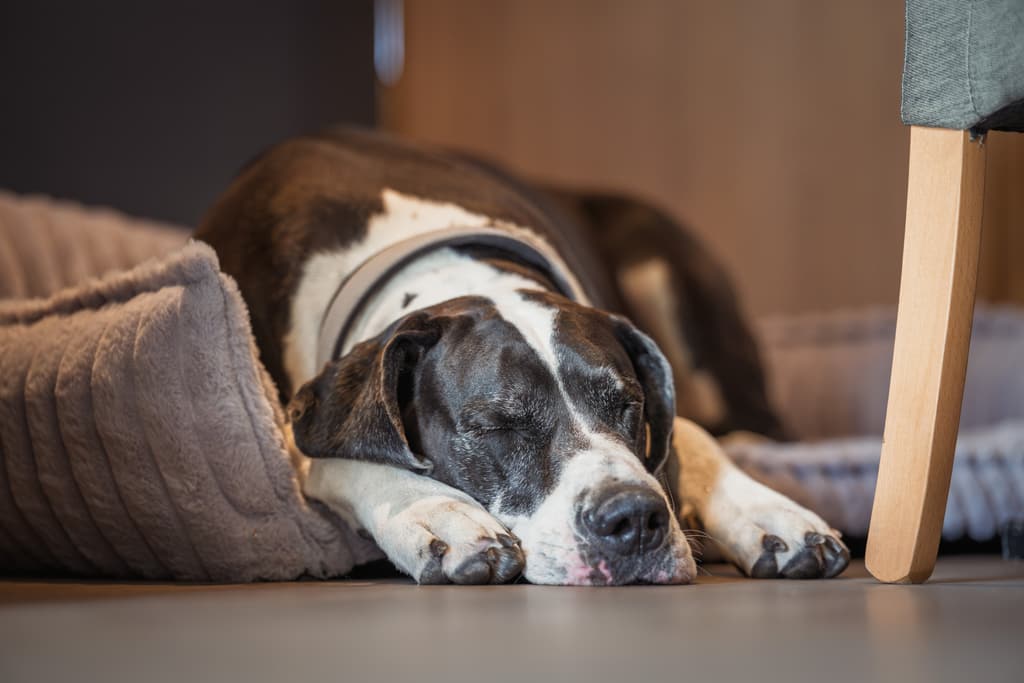 Hund schläft gemütlich im hundefreundlichen Café LIVA in St. Gilgen